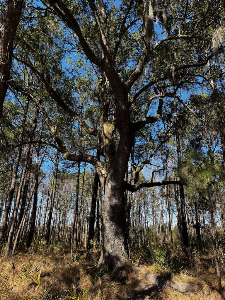 2290 Hunters Loop Hardeeville SC (2)