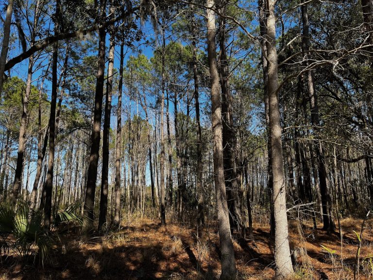 2184 Hunter's Loop, Hardeeville, SC 29927