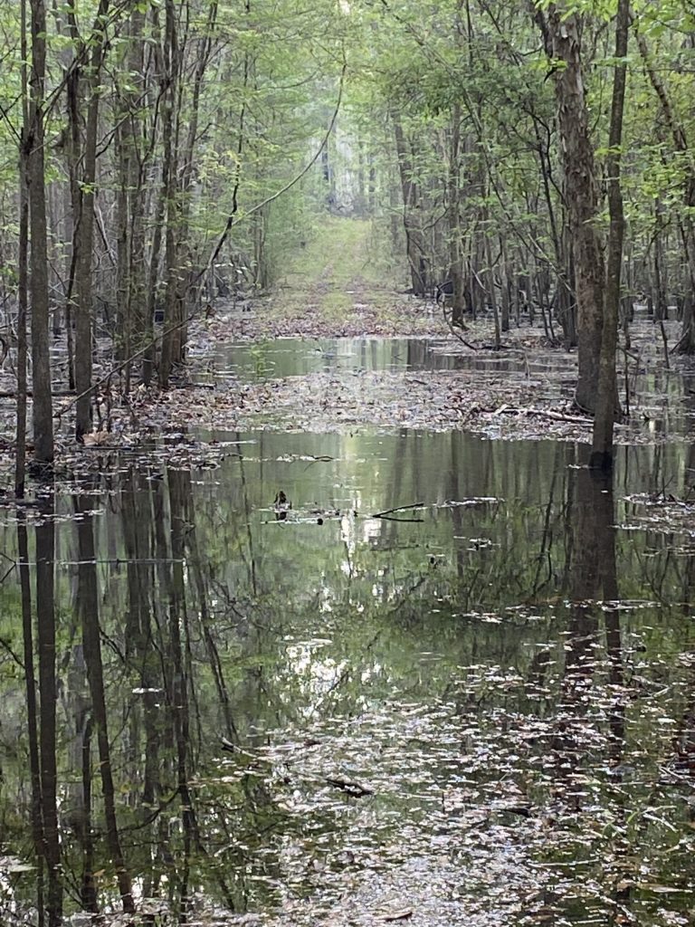 Meyer Lake Tract, Hardeeville, SC 29927
